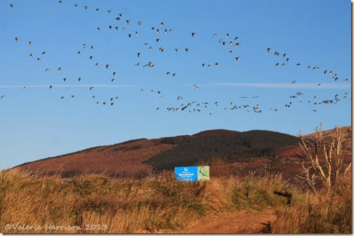48-geese-and-sign