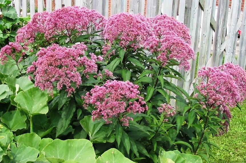 [Eupatorium%2520purpureum%255B2%255D.jpg]