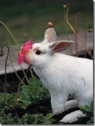 conejos con flor (1)