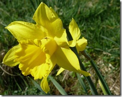 daff2 and spider