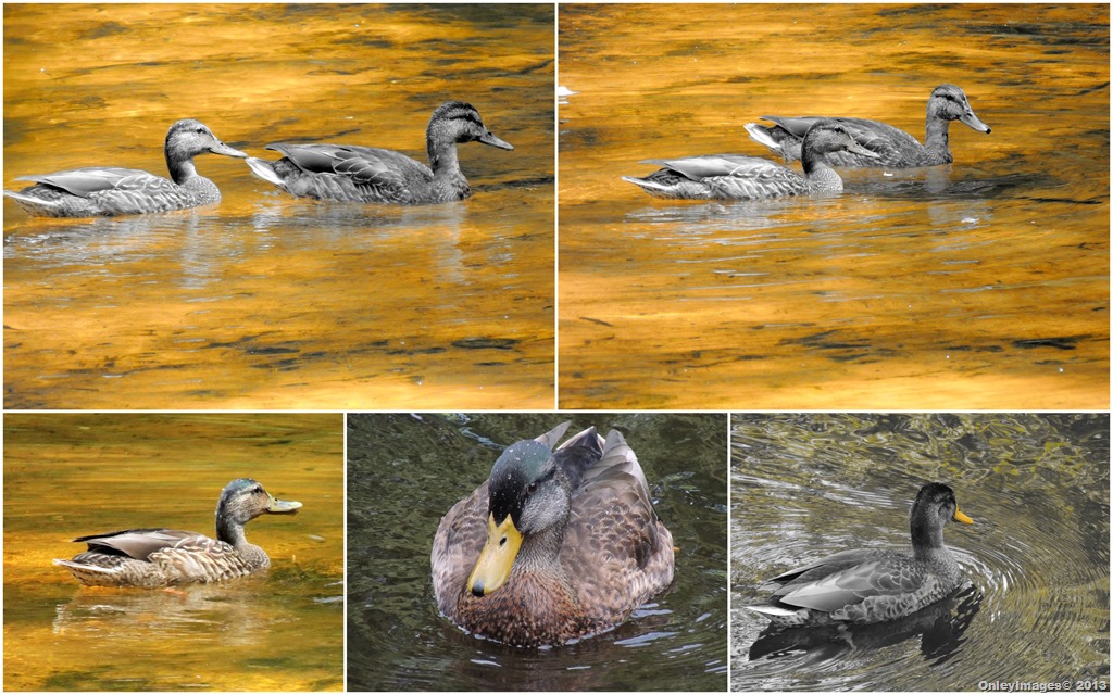 [duck-collage4.jpg]