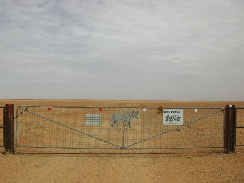 dingo-fence-5