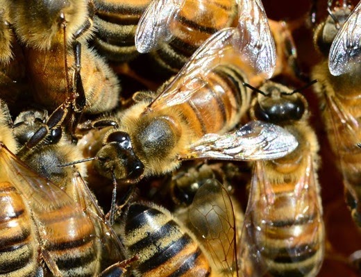 Buckfast honey bees