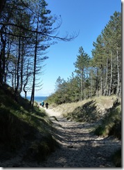 forest to beach