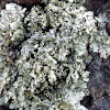 Gray Scaly Lichen