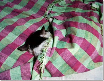 Zardos cat in a blanket