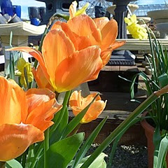 tulips ornj