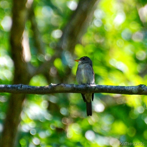 16. E. wood pewee-kab