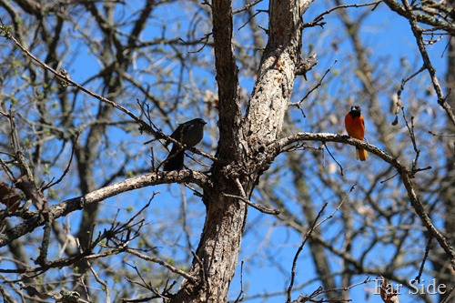Catbird and Oriole sharing a tree