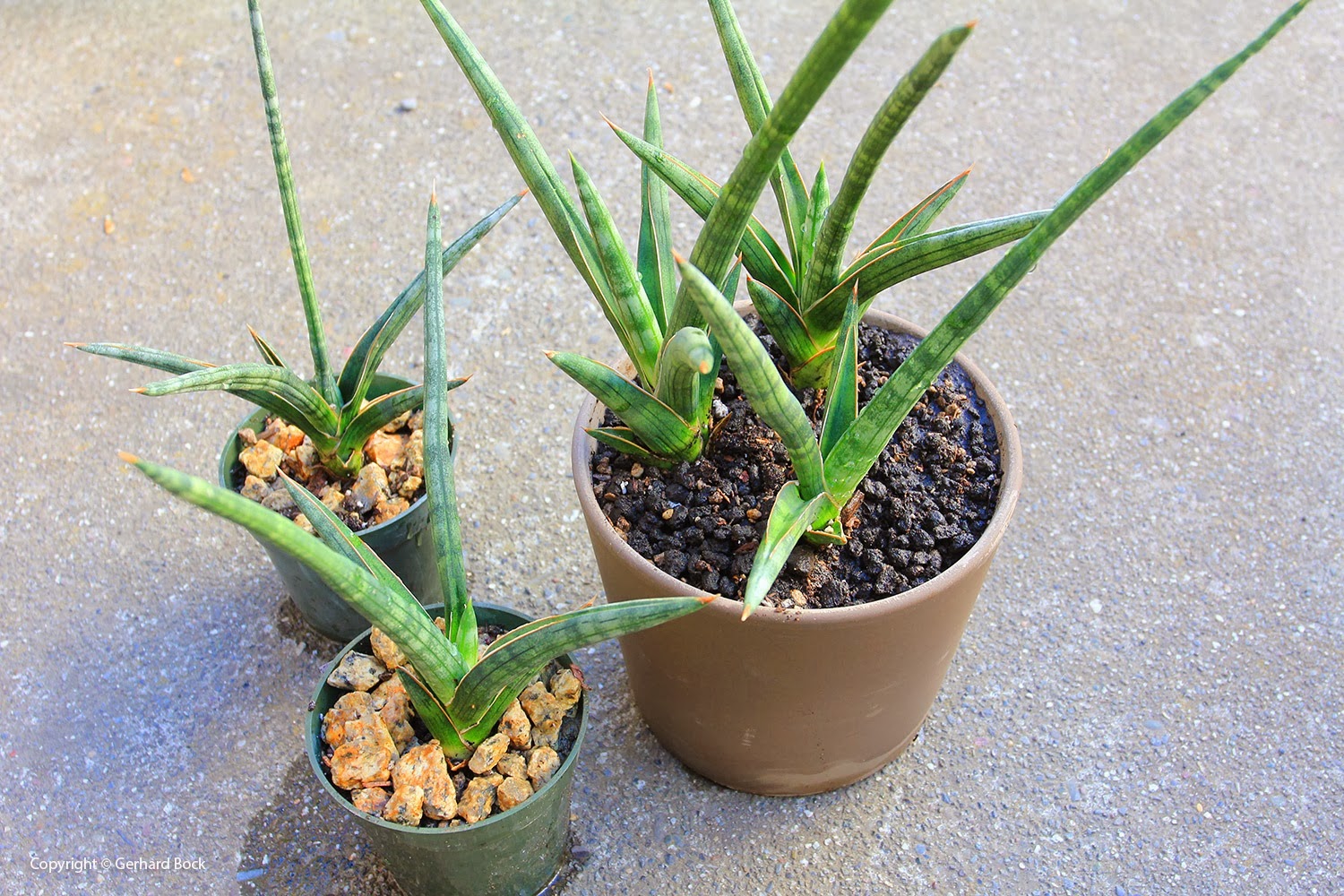 [131101_Sansevieria-cylindrica_14%255B2%255D.jpg]