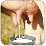 Milk Cow Game Apk