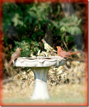 Cardinals on birdbath