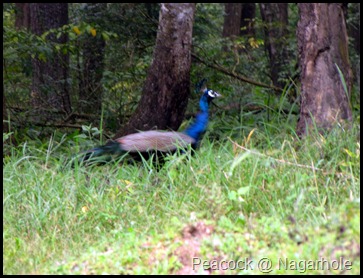 Peacock @ Nagarhole