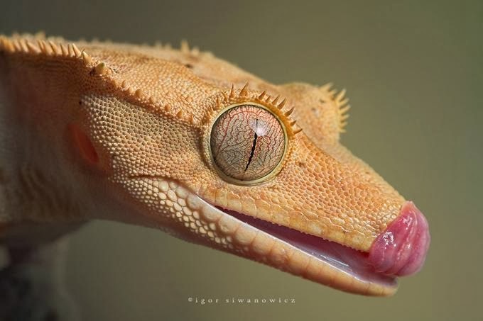 [Amazing%2520Animal%2520Pictures%2520crested%2520geckos%2520%25286%2529%255B3%255D.jpg]