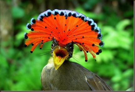 Amazing Animal Pictures Amazonian Royal Flycatcher (2)