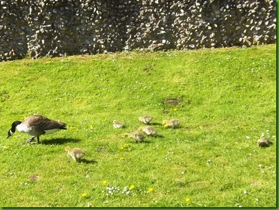 011-1  Canada Goose and healthy Goslings at Berkhamsted Castle