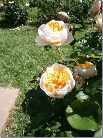 Giardino iris e rose 279