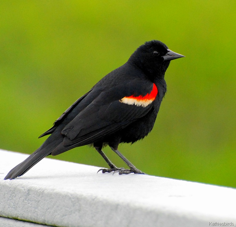[red-winged%2520blackbird-kathiesbirds%255B5%255D.jpg]