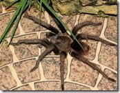 spiders in Dominican Republic