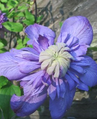 Double purple clematis 2013 full flower2