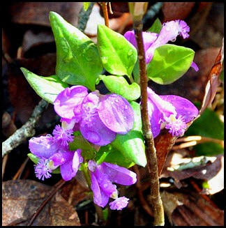 04 - Spring Wildflowers - X4 - can't ID