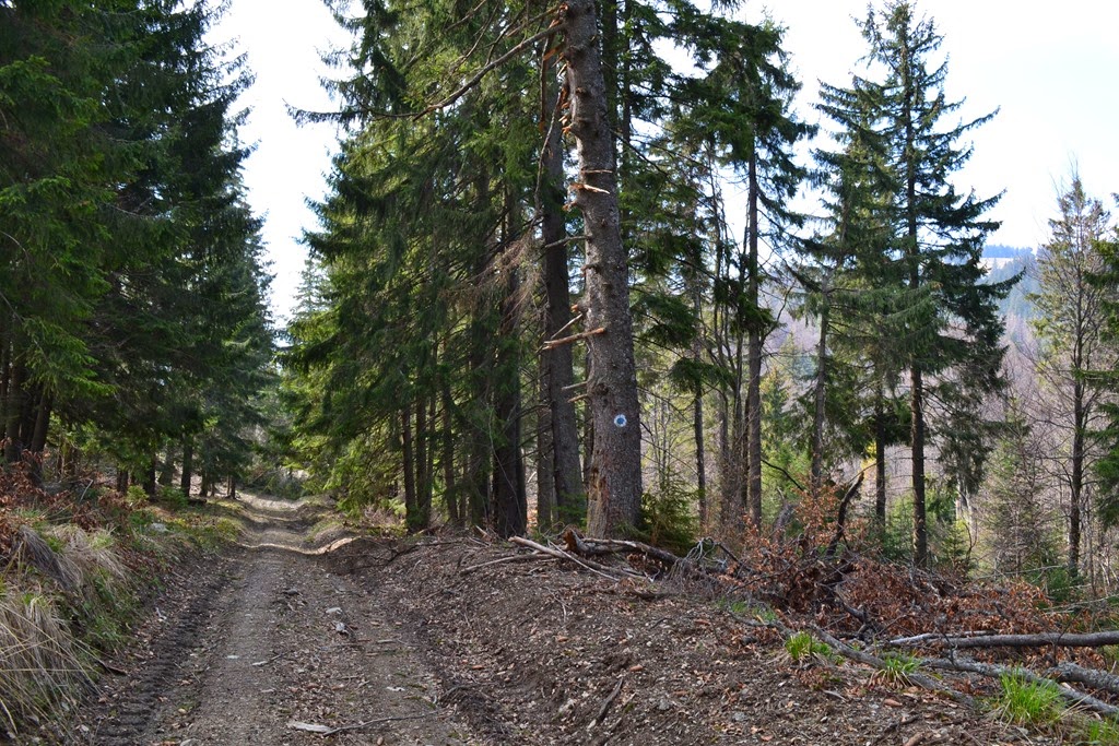[DSC_64753.jpg]
