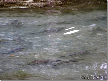 Salmon in the log bay