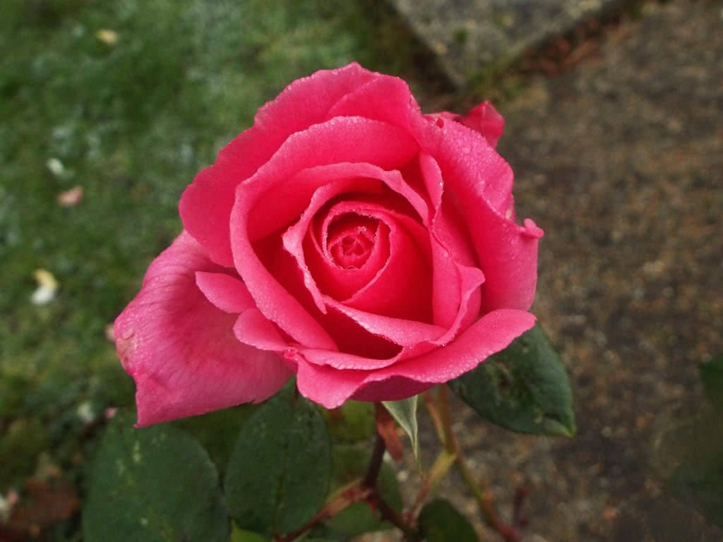 [rose3.jpg]