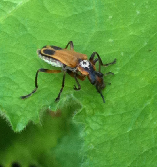 Soldier beetle Project Noah