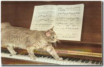 gato pianista blogdeimagenes (12)