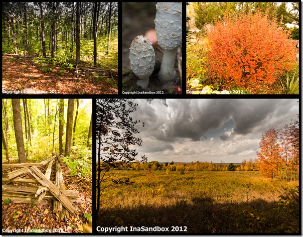 fall colour mosaic 10-7