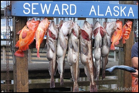 Fish-at-Seward
