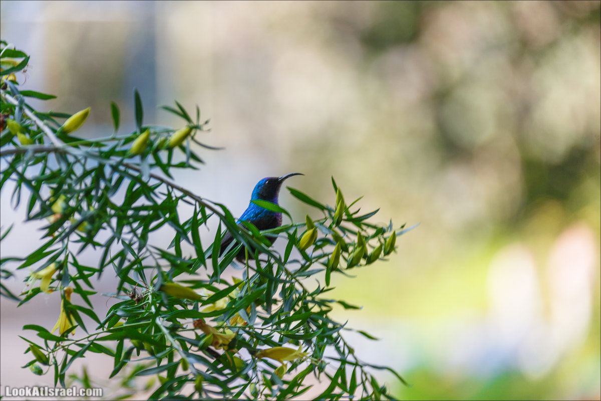 LookAtIsrael.com - Киббуц Кфар Рупин | Kibbutz Kfar Rupin | קיבוץ כפר רופין