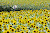 Sunflower Festival in Zama, Japan