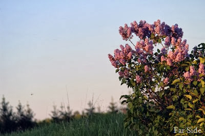 Sunset on the lilacs and a Dragonfly