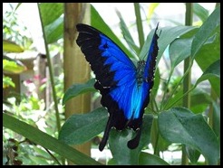 Australia, Kuranda Butterfly Park (3)