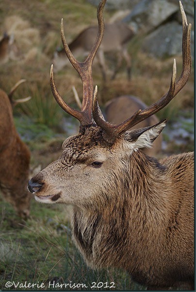 34-red-deer