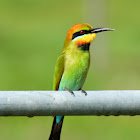 Rainbow Bee Eater