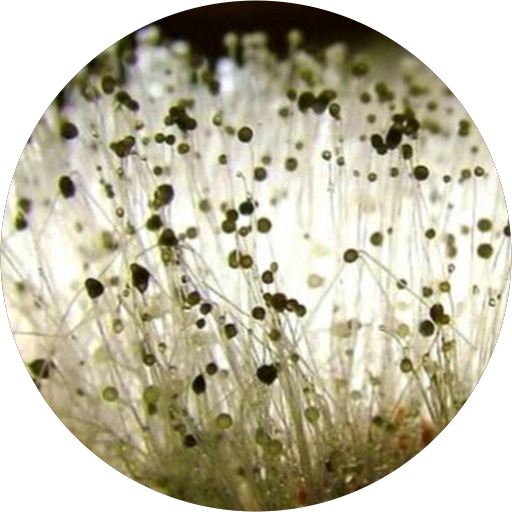 Mucor Mucedo