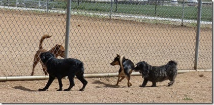 Dog Park Prescott Valley (Skruffy & Bubba)