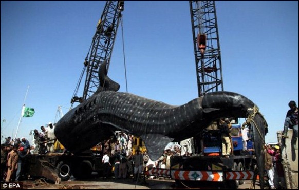 Giant 40-foot Whaleshark Caught 04