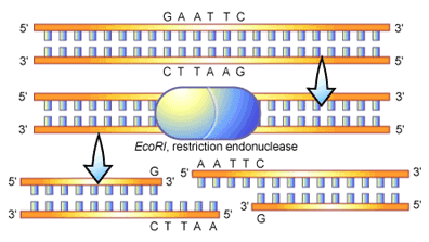 restriction endonuclease