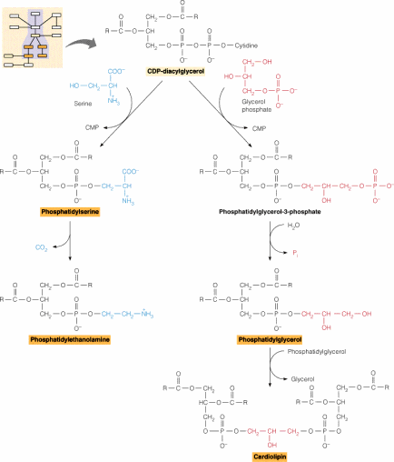 Biosynthesis of Glycerophospholipids
