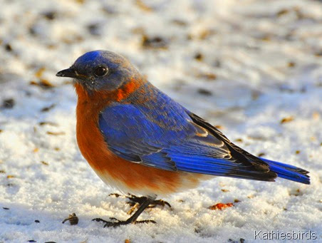 DSC_0613b Eastern Bluebird-kab