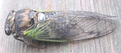 cicada bug4