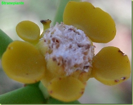 Euphorbia sp fiore macro