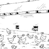 gallinero-716.jpg