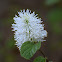 Dwarf Fothergilla