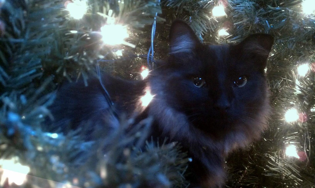 [Minx%2520Christmas%25202011%255B5%255D.jpg]