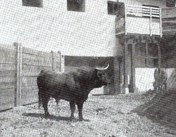 Toro Colmenareño (Aleas) 001